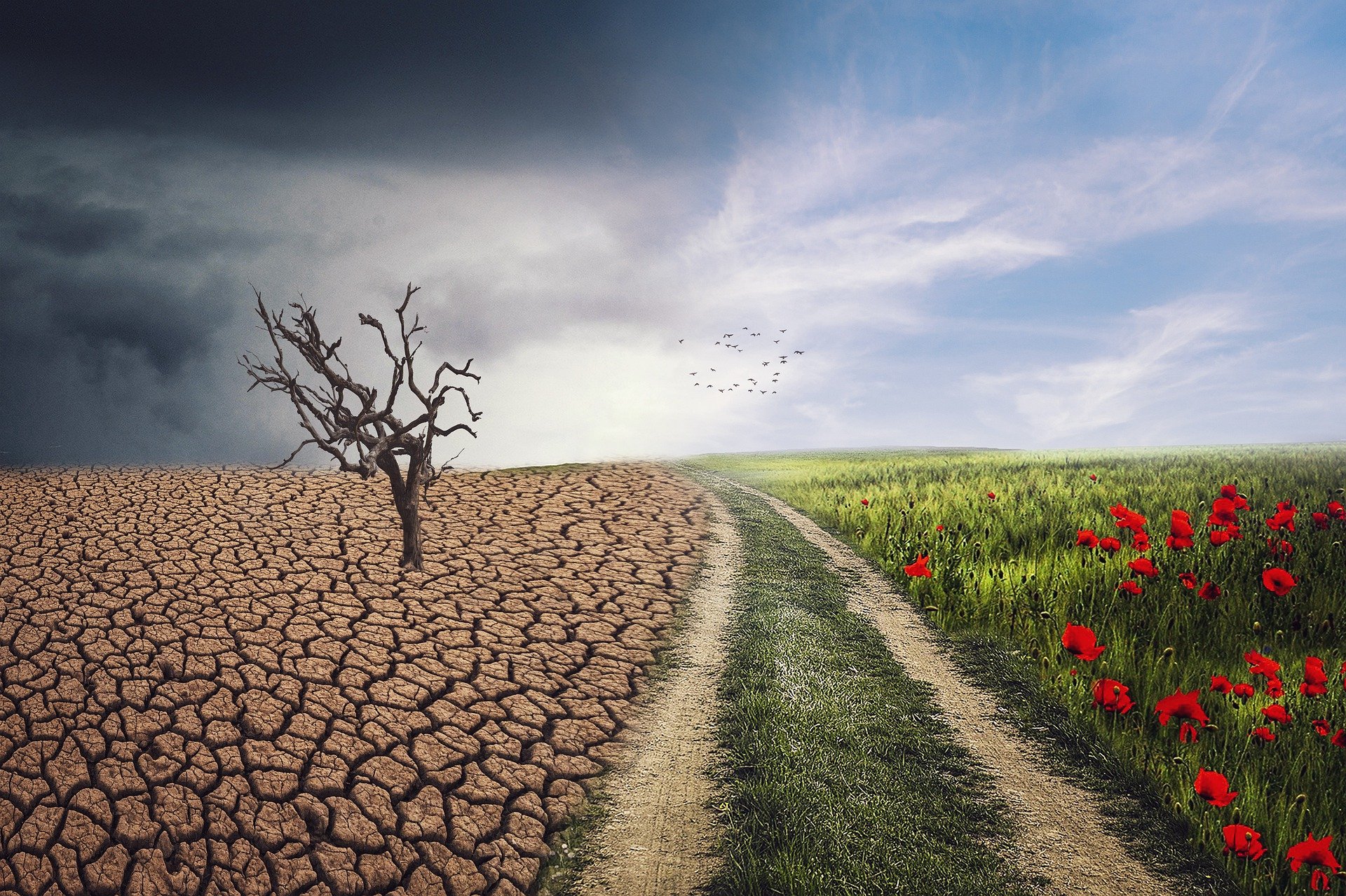 Paz y medio ambiente: un análisis de su vínculo