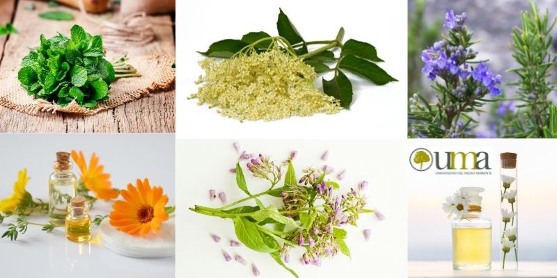 Herbolaria mexicana: su importancia y el uso de las plantas