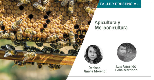 El rescate de las abejas