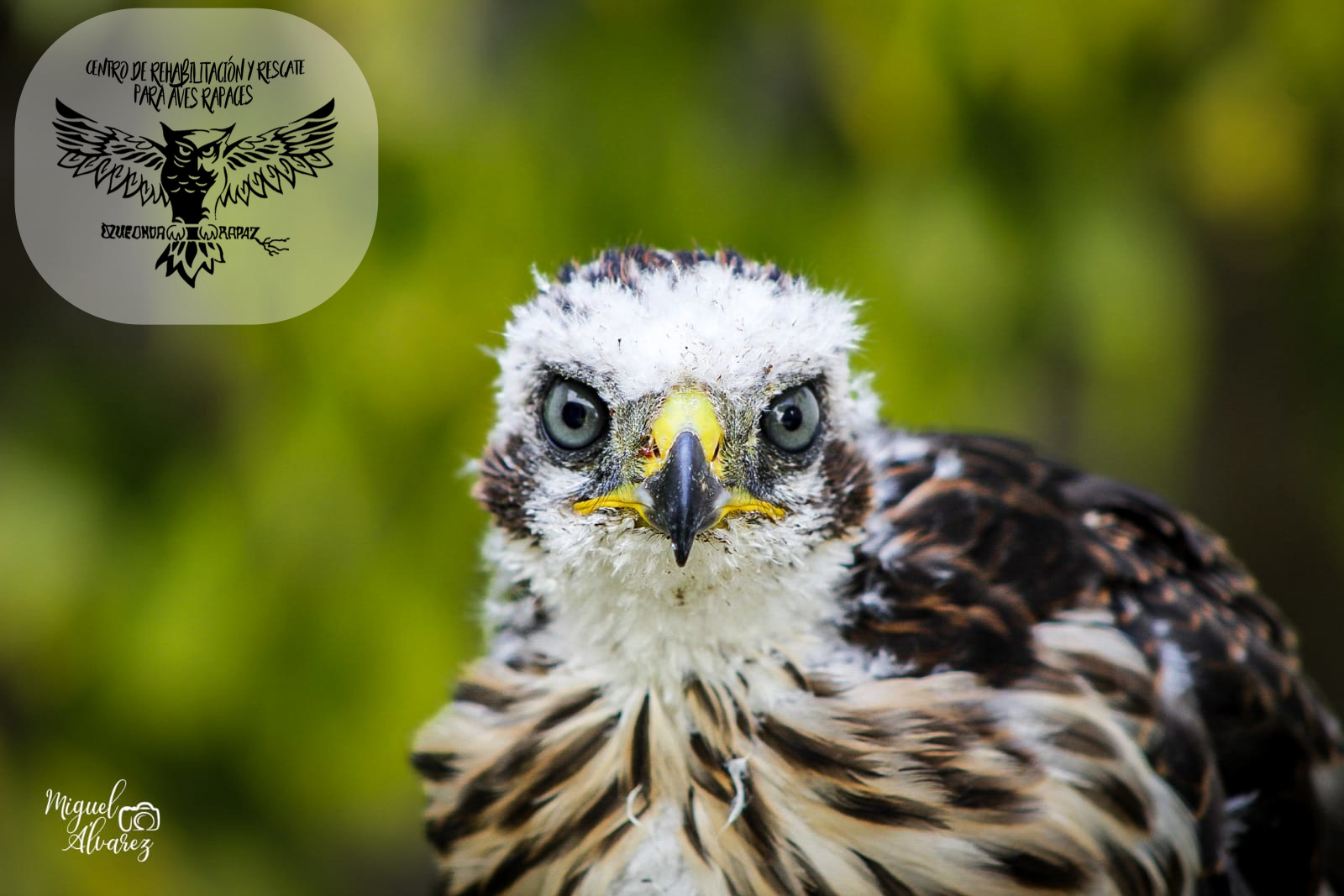 “Que onda rapaz” y su importante papel en el rescate de las aves rapaces