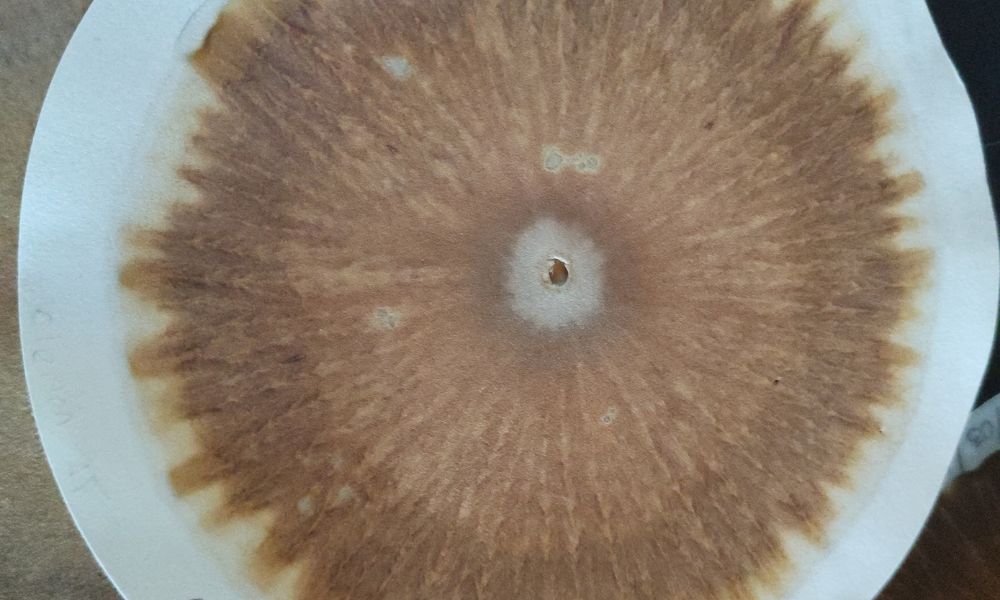 Cromatografía de Suelos y su relevancia en la Agroecología